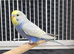Various Stunning Quality Beautiful Budgies