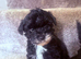 Beautiful F1 yorkiepoo READY NOW