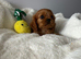 Cavalier King Charles (male)