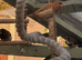 Bengalese finches