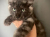 Full Maine coon male kittens