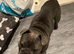 French bulldog for sale
