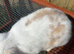 mini lop