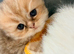 Stunning pure bred Persian kittens