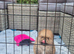 Teddy bear tiny pomeranian boy