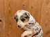 Collie puppies