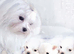 Maltese puppies