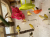 Canary for sale