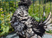 Polish Bantam & Tolbunt Pullets 10-12 weeks old