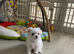 Last Beautiful KC Registered Maltese Girl Available