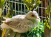 Diamond Doves for sale. Various colours / ages