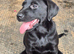 Labrador puppies