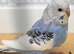 Baby Budgies.