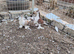 Lahore pigeon breeding pair