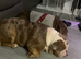 Female English bulldog