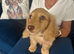 Cream long haired mini dachshund pups