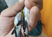 2026 grey goldfinches