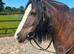 9-year-old cob mare &ndash; project for experienced home