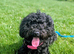 Young active mixed breed