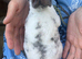 Mini Rex rabbit