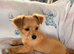 10 weeks old Chihuahua cross