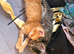 Beautiful Bengal Kittens Looking for Forever Homes