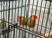 Aviary clearances