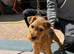 Lakeland dog looking for home