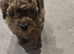 Asian red toy.poochon ready now