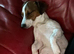 Jack Russell