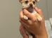 Chihuahua puppies for sale