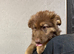 Kcreg liver and tan carrying Isabella German shepherd pup
