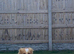 Japanese Chin Cross with a Shituz Male 13 Months Old
