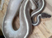 Mixed snakes