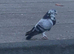 Beautiful Array of Pouter and horseman birds