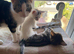 1 lovely kitten looking for her forever home