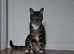 Adorable Bengal mix 3yo neutered Female