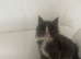 Playful loving Mainecoon/Ragdoll male kitten