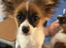 month old Papillon boy.