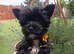 LAST GIRL! Mini Black Yorkshire Terrier. All vaccinations done ️