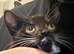 4 Beautiful Tuxedo coloured kittens 2xmale, 2xfemale. Ready for a new home