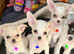 Tiny KC Registered & fully dna tested Chihuahua Puppies