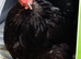 Beautiful black pekin hens laying well must go together