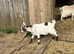 Pygmy goat wethers