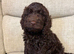 Very small F1 cockapoo puppies for sale