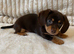 Gorgeous Chocolate Chiweenie Puppies - Ready Now