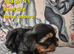 Yorkshire/Biewier terrier puppies