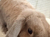 Beautiful bunny for sale