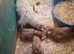 Wheaten pups