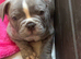 French Bulldog Puppies